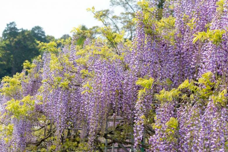 Wisteria Floribunda, Japanese Wisteria, Fragrant Vine, Purple Flowers, Lavender Flowers