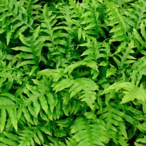 Woodwardia areolata, Netted Chainfern, Chain Fern, Netted Chain Fern, Lorinseria areolata, Shade plants, shade perennial, plants for shade, plants for wet soil