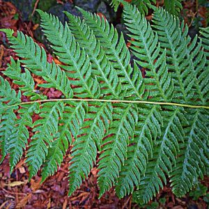 Woodwardia fimbriata, Giant Chain Fern, Giant Chainfern, Woodwardia chamissoi, Evergreen fern, Shade plants, shade perennial, plants for shade, plants for wet soil