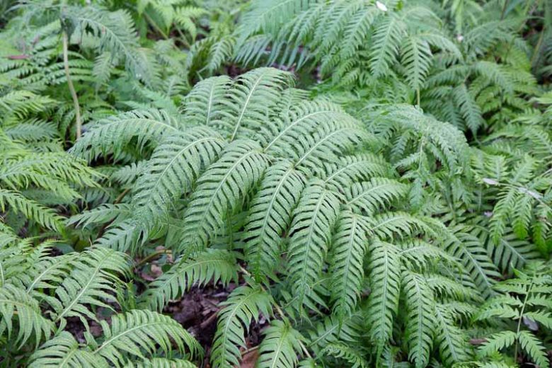 Woodwardia radicans, European Chain Fern, Evergreen fern, Shade plants, shade perennial, plants for shade, plants for wet soil