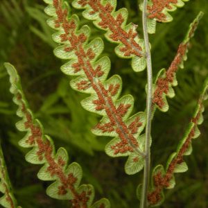 Woodwardia virginica, Virginia Chainfern, Virginia Chain Fern, Anchistea virginica, Evergreen fern, Shade plants, shade perennial, plants for shade, plants for wet soil