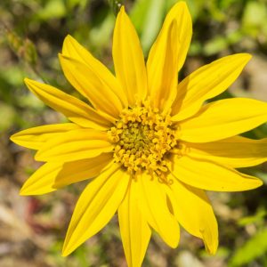 Wyethia angustifolia,California Compassplant, California-compassplant, Narrowleaf Mule Ears, Yellow Flowers, Yellow Perennials