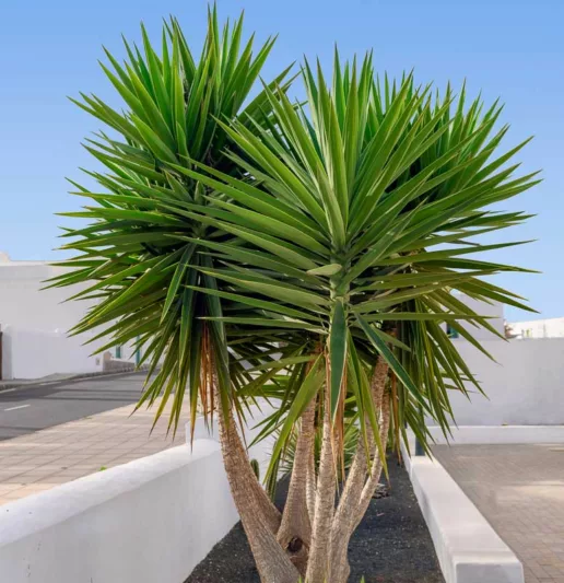 Yucca aloifolia, Spanish Bayonet, Dagger Plant, evergreen shrub