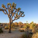 Yucca brevifolia, Joshua Tree, Tree Yucca, Cactus-Yucca, Yucca-Palm, evergreen Tree, Drought Tolerant Tree