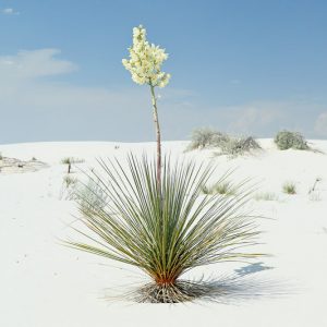 Yucca elata, Soap Tree, Soap Weed, Palmella, Drought tolerant, Tree Yucca, Hardy succulent