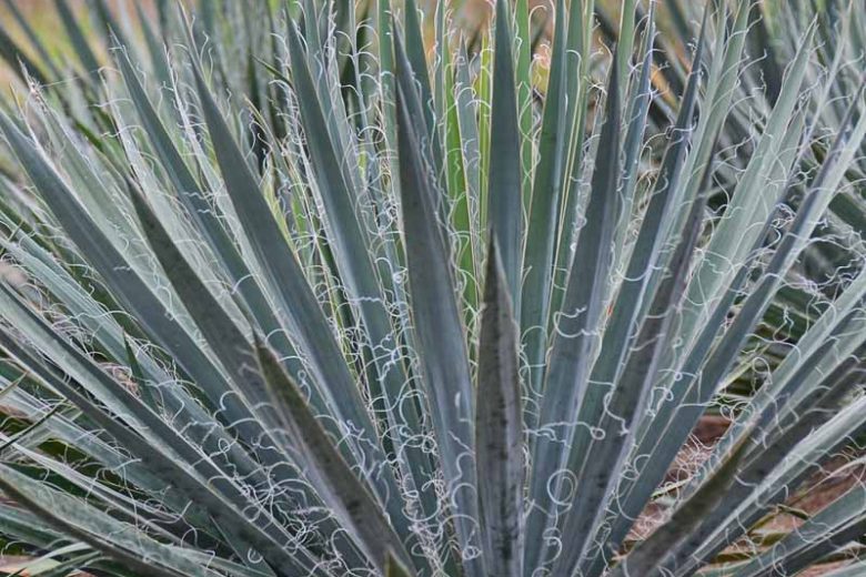 Yucca Filamentosa 'Excalibur', Adam's Needle 'Excalibur', Carolina Silk Grass 'Excalibur', Needle Palm 'Excalibur', Spoonleaf Yucca 'Excalibur', evergreen shrub, Spanish Bayonet