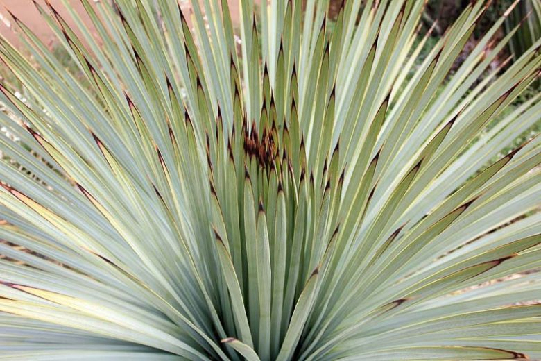 Yucca whipplei, Our Lord's Candle, Spanish Bayonet, Chaparral Yucca, Hesperoyucca whipplei, Yucca peninsularis, Drought tolerant Evergreen, Hardy succulent