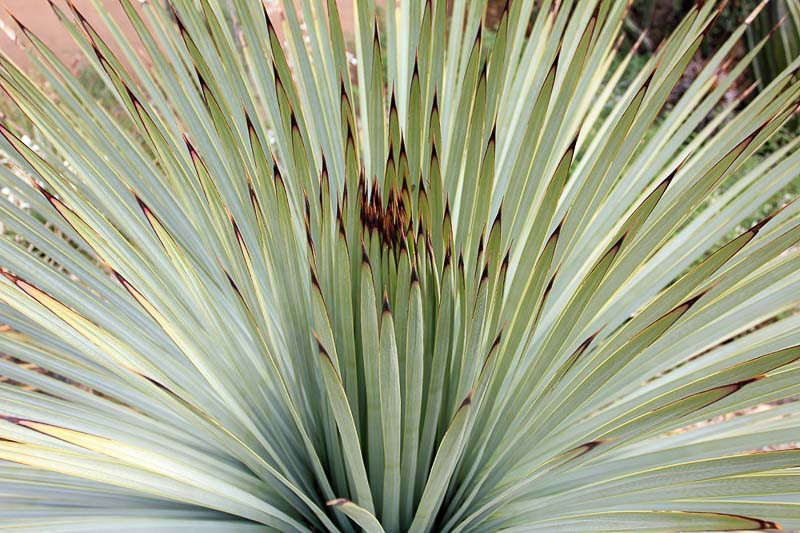 Yucca whipplei (Our Lord's Candle)