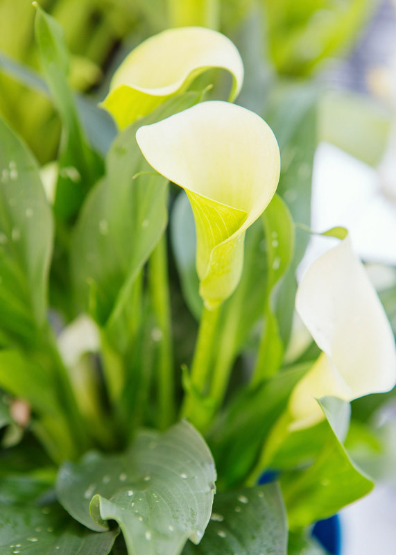 Zantedeschia 'Mint Julep' (Calla Lily)