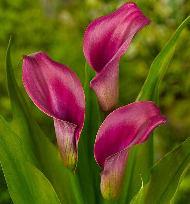 Zantedeschia 'Regal' (Calla Lily)