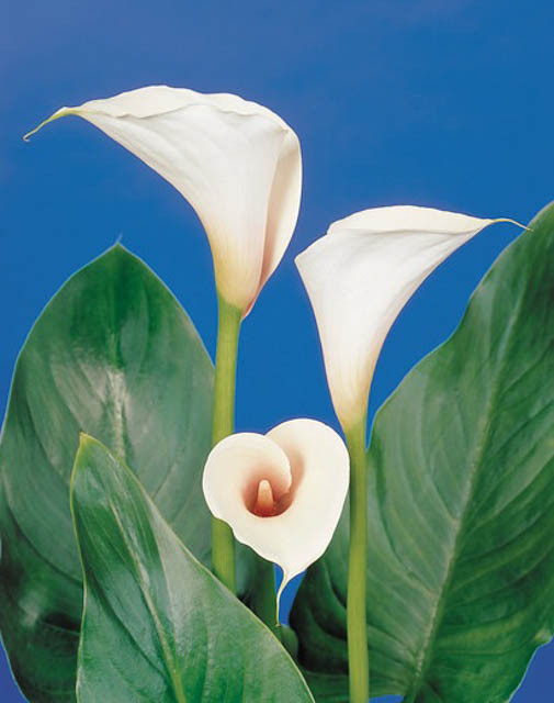 https://www.gardenia.net/wp-content/uploads/2023/05/zantedeschia-aethiopica-pink-mist-calla-lily.webp