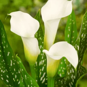 Zantedeschia albomaculata, Calla Lily, Arum Lily, Spotted Calla Lily, Calla Lilies, Arum Lilies, Zantedeschia care, White calla lilies