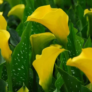 Zantedeschia elliottiana, Golden Calla Lily, Arum Lily, Calla Lilies, Arum Lilies, Zantedeschia care, Yellow calla lilies, Yellow flowers