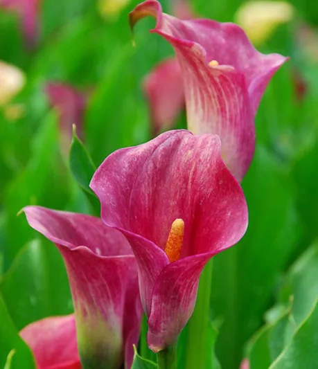 Zantedeschia rehmannii, Pink Calla Lily, Calla Lilies, Arum Lilies, Zantedeschia care, pink calla lilies