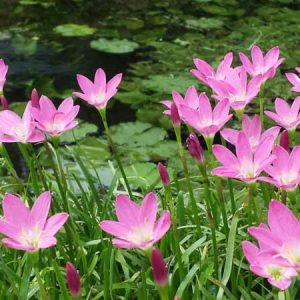 Zephyranthes grandiflora, Cuban Zephyr Lily, Fairy Lily, Pink Rain Lily, Rainlily, Pink flowers