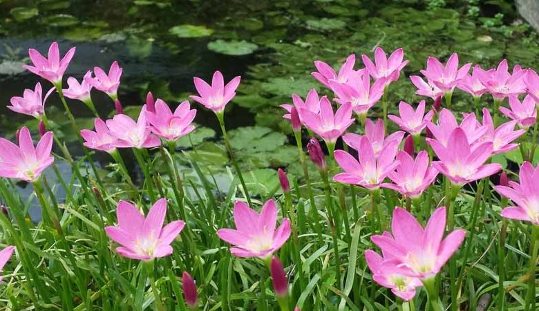 Zephyranthes grandiflora, Cuban Zephyr Lily, Fairy Lily, Pink Rain Lily, Rainlily, Pink flowers