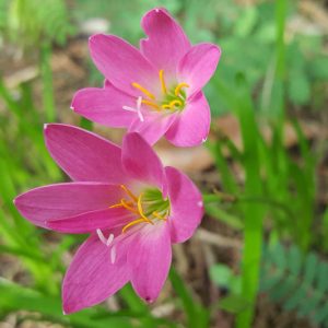 Zephyranthes rosea, Cuban Zephyr Lily, Fairy Lily, Pink Rain Lily, Rainlily, Pink flowers