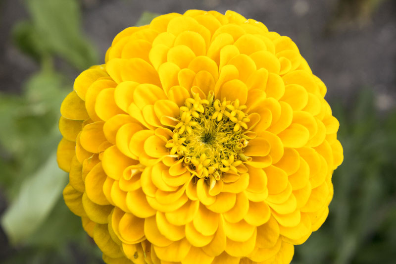 Zinnia 'Canary Bird'