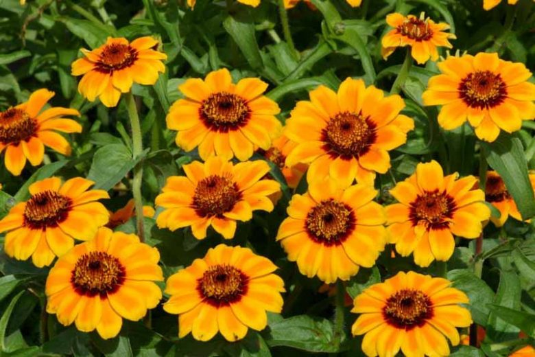 Zinnia haageana 'Soleado', Zinnia 'Soleado', Orange Zinnia, Bicolor Zinnia, Bicolor Flowers, Yellow Zinnia, Yellow Flowers