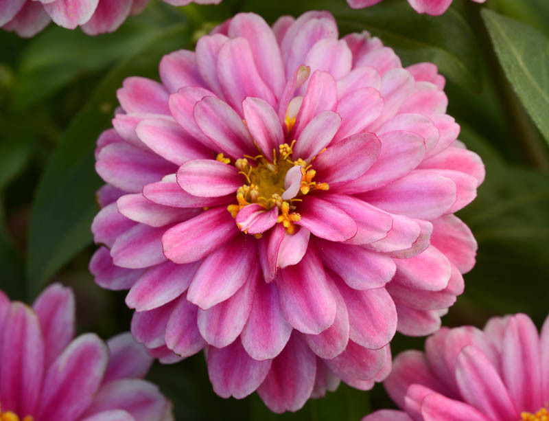 Zinnia marylandica 'Double Zahara Raspberry Ripple'