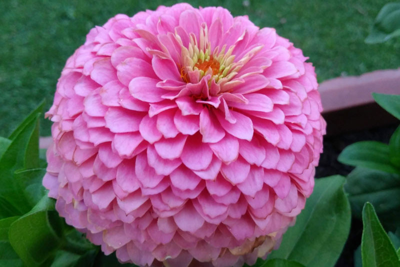 Zinnia 'Miss Willmott'