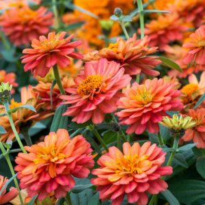 Zinnia Profusion Double Deep Salmon, Zinnia Elegans Profusion Double Deep Salmon, Zinnia Angustifolia Profusion Double Deep Salmon, Salmon Zinnia, Salmon Flowers, Drought tolerant plants, heat tolerant plants, Humidity tolerant plants, Low maintenance plants