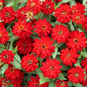 Zinnia Profusion Double Red, Zinnia Elegans Profusion Double Red, Zinnia Angustifolia Profusion Double Red, Red Zinnia, Red Flowers, Drought tolerant plants, heat tolerant plants,