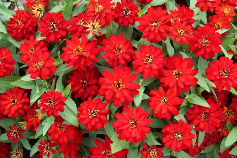 Zinnia Profusion Double Red, Zinnia Elegans Profusion Double Red, Zinnia Angustifolia Profusion Double Red, Red Zinnia, Red Flowers, Drought tolerant plants, heat tolerant plants,