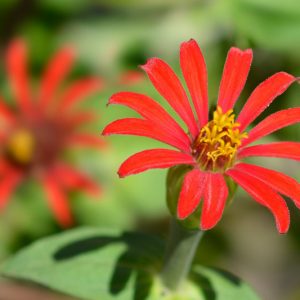 Zinnia tenuifolia, Red Spider Zinnia, Zinnia peruviana 'Red Spider', Red Zinnia, Red Summer flowers