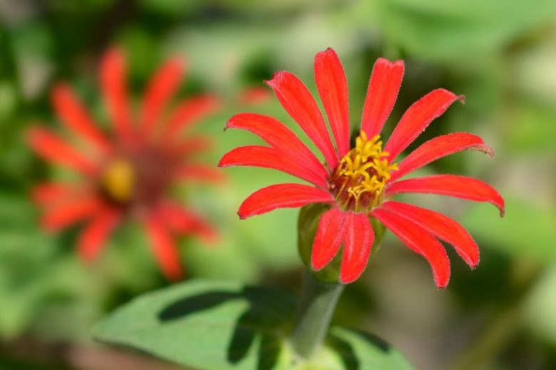 Zinnia tenuifolia, Red Spider Zinnia, Zinnia peruviana 'Red Spider', Red Zinnia, Red Summer flowers