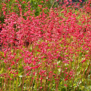 Coral bells 'Pluie de Feu', Coral flower 'Pluie de Feu', Fancy-leaf coral bells 'Pluie de Feu', Heuchera 'Rain of Fire', Heuchera 'Feuerregen'