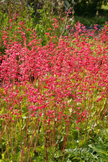 Coral bells 'Pluie de Feu', Coral flower 'Pluie de Feu', Fancy-leaf coral bells 'Pluie de Feu', Heuchera 'Rain of Fire', Heuchera 'Feuerregen'