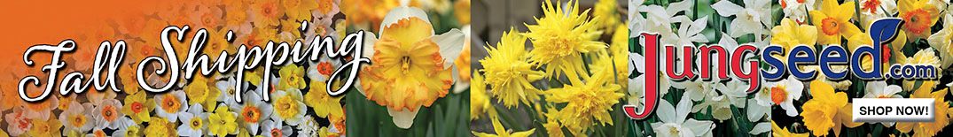 Jung Seed Banner Daffodil