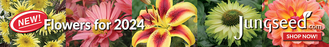 Banner Ad Jung