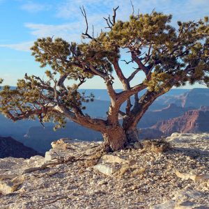 PlantFiles Pictures: Japanese White Pine, Japanese Five-Needled Pine  (<i>Pinus parviflora var. pentaphylla</i>) by WaterCan2