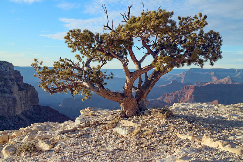 Pinus edulis , Colorado Pinyon, Colorado Pinyon Pine Nut Pine, Pino Dulce, Pinyon Pine, Two-leaf Pinyon, Two-needle Pine