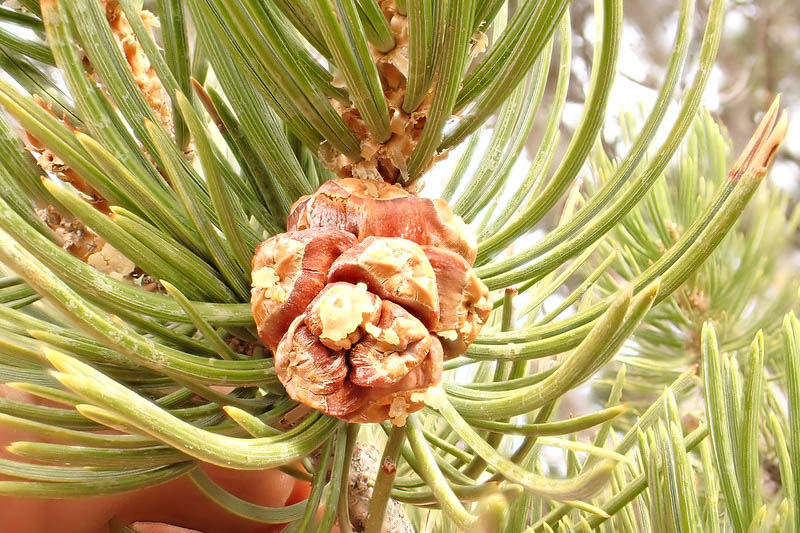 Pinus edulis , Colorado Pinyon, Colorado Pinyon Pine Nut Pine, Pino Dulce, Pinyon Pine, Two-leaf Pinyon, Two-needle Pine