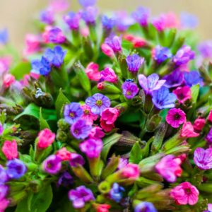 Pulmonaria, Lungwort