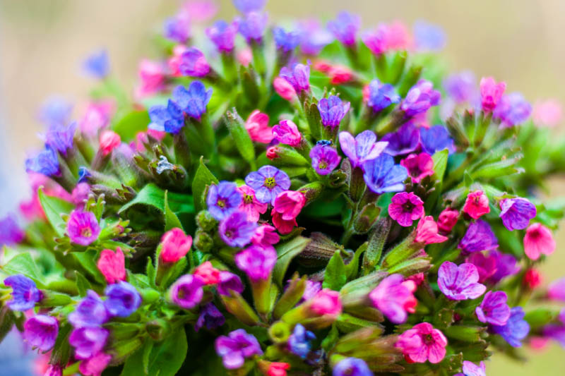 Pulmonaria, Lungwort