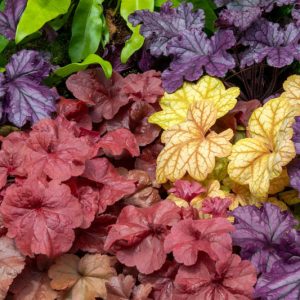 Heuchera, Coral Bells