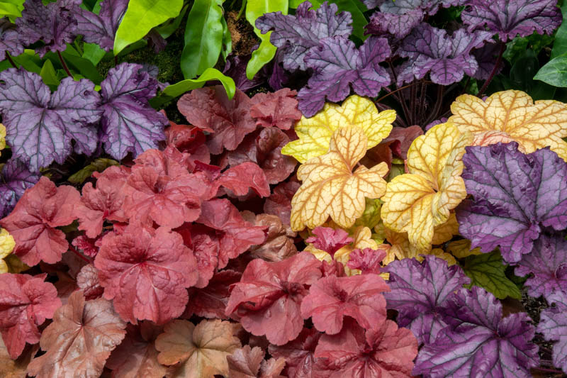 Heuchera, Coral Bells