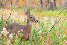 Deer resistant plants, Deer resistant bulbs, Deer resistant flowers, Deer resistant shrubs, Deer resistant trees, Deer resistant perennials, Deer resistant annuals