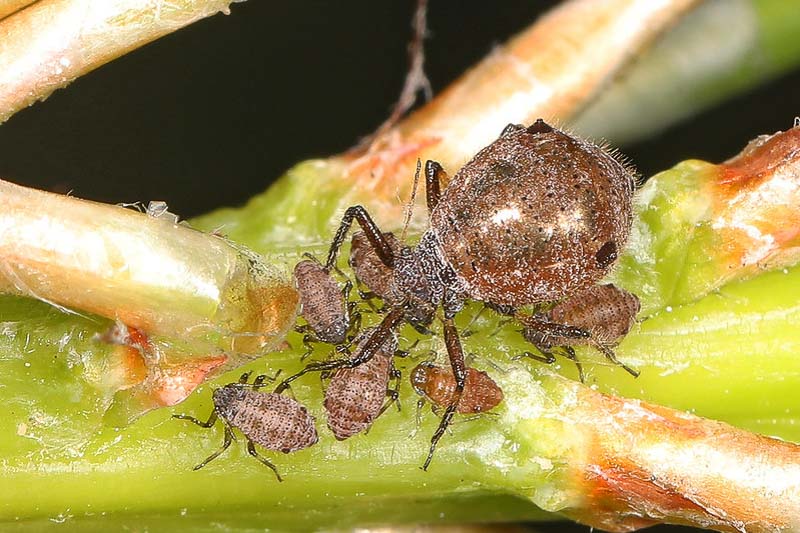 Cinara aphids