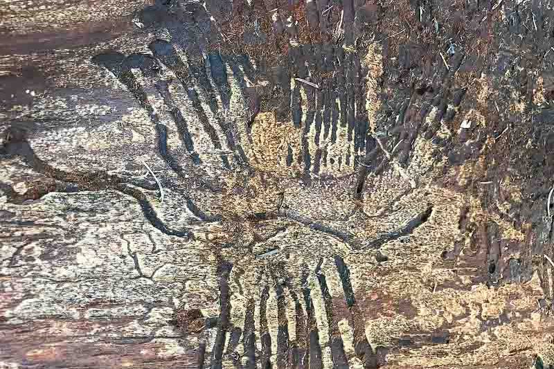 Douglas-fir beetle, Dendroctonus pseudotsugae