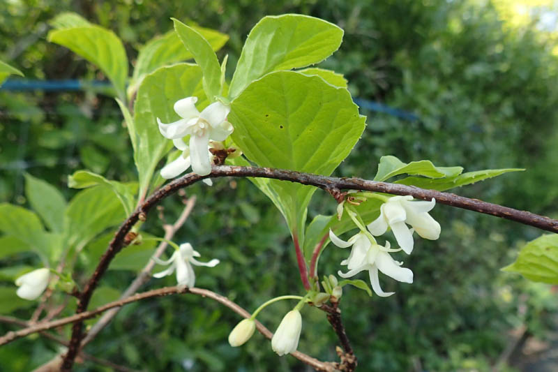 Schisandra chinensis, Magnolia Vine, Chinese Magnolia Vine, Chinese Limonnik