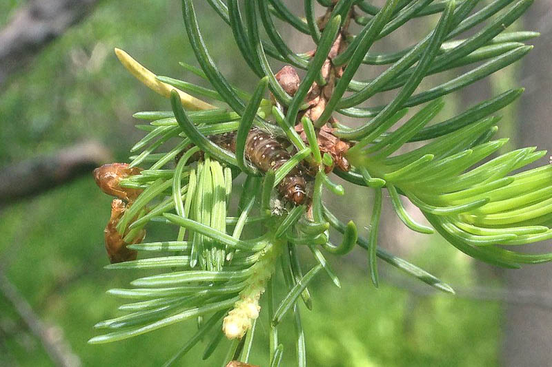 Spruce budworm