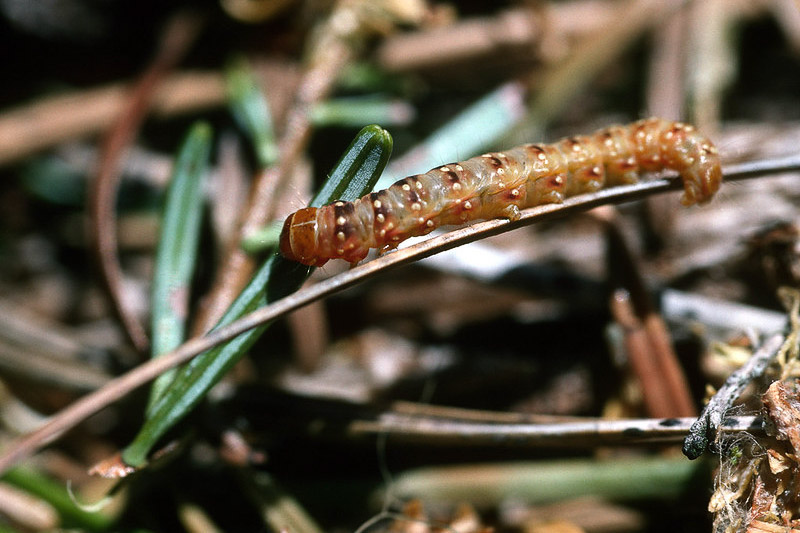 Spruce Budworm