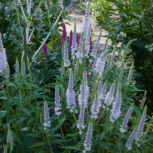 Veronica Longifolia 'First Memory', Garden speedwell 'First Memory', Long-leaved speedwell 'First Memory', Beach speedwell 'First Memory'