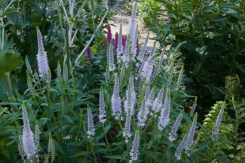 Veronica Longifolia 'First Memory', Garden speedwell 'First Memory', Long-leaved speedwell 'First Memory', Beach speedwell 'First Memory'