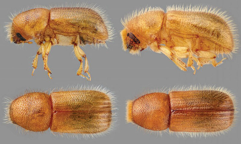 Western Balsam Bark Beetle